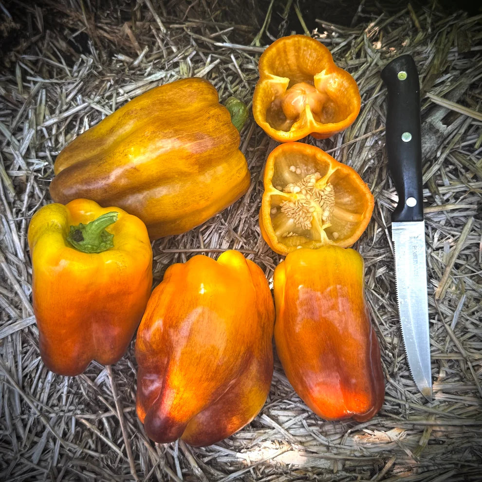 PEPPER BLOT