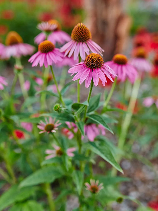 ECHINACEA PURPUREA