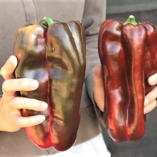 Sweet Pepper Doux D'Espagne or Spanish Mammoth