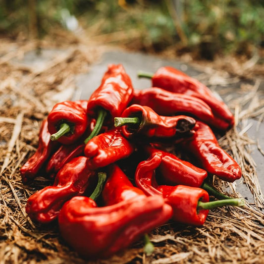 Sweet Pepper Melrose