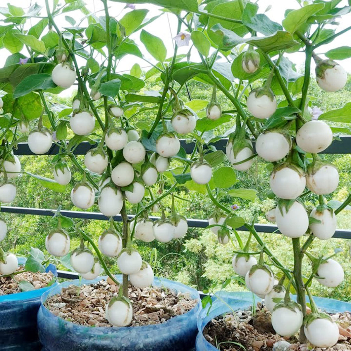 EGGPLANT JAPANESE WHITE EGG