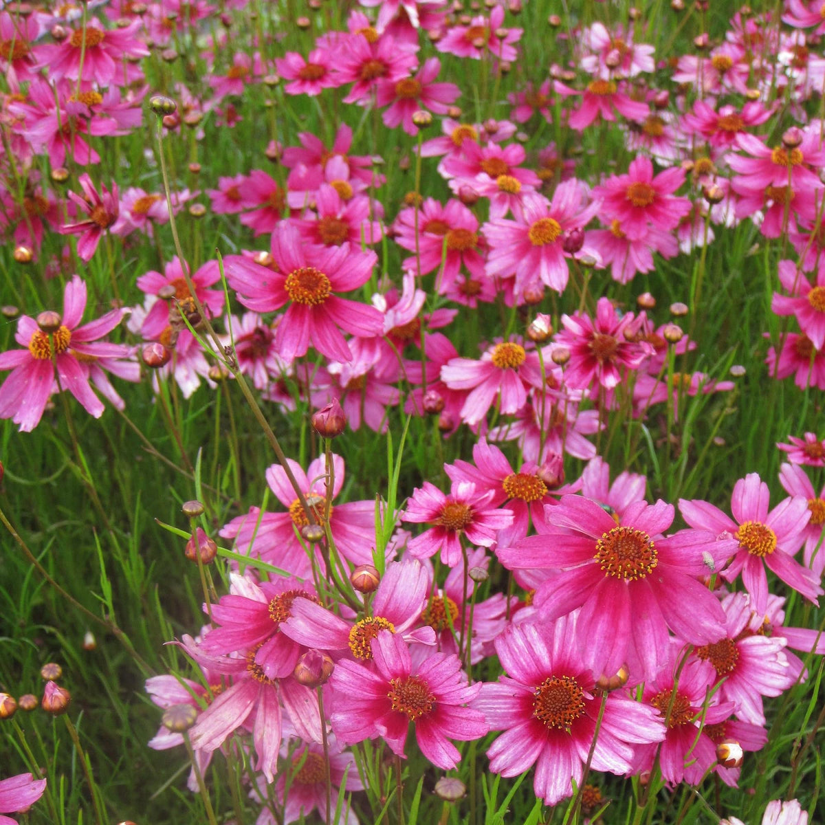 Coreopsis rosea