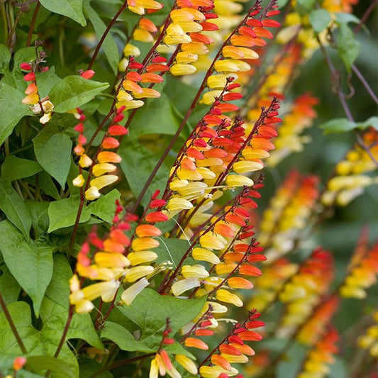 FIRECRACKER VINE pomoea lobata