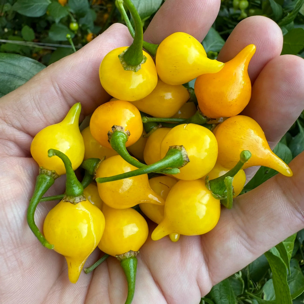 PEPPER BIQUINHO YELLOW