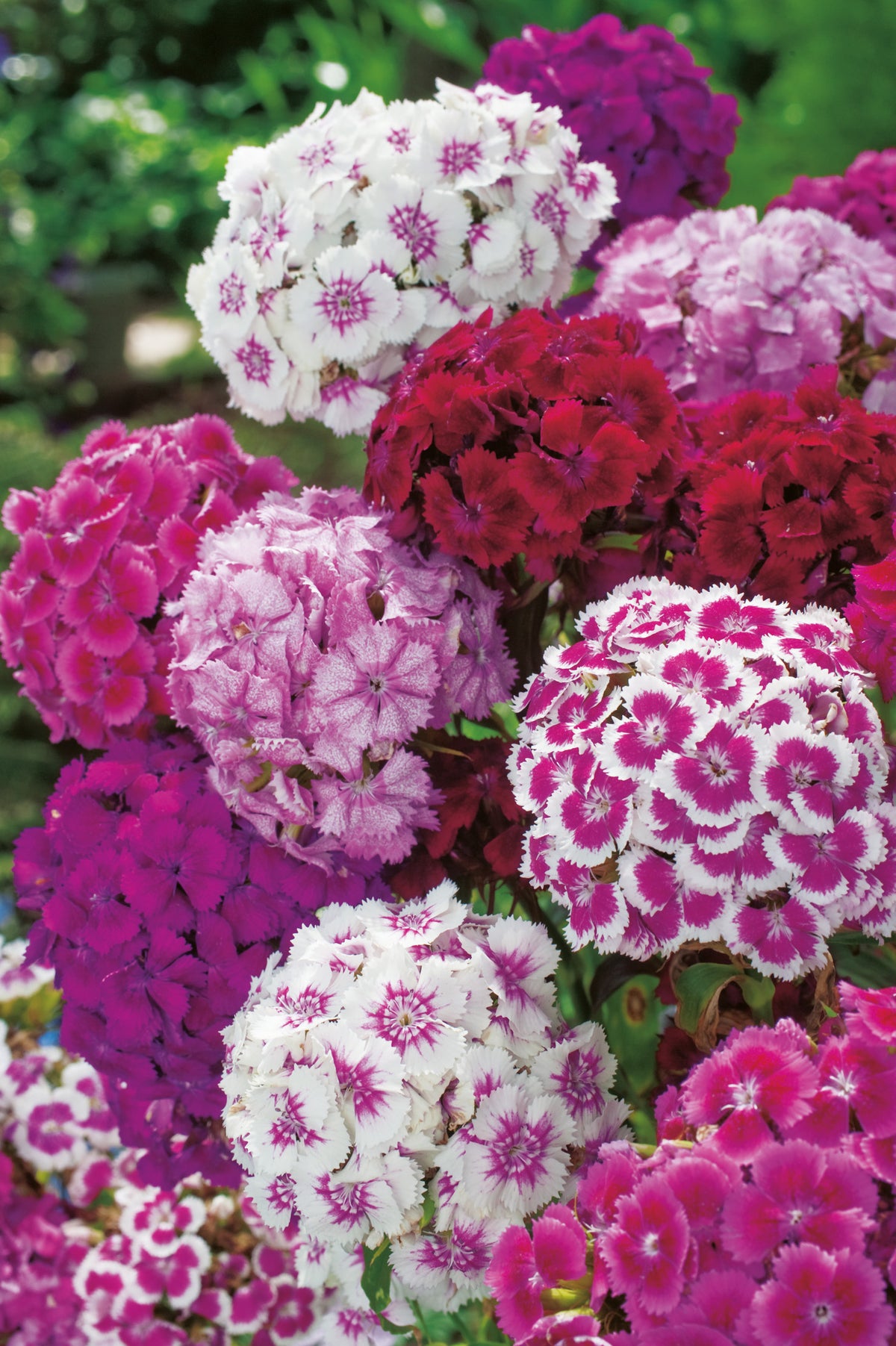 Dianthus Bartnelken Einfachblühende Mischung