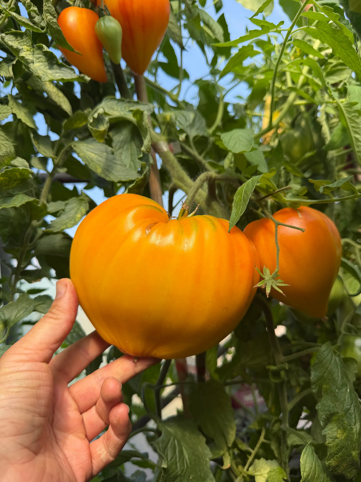 MINUSINSK ORANGE