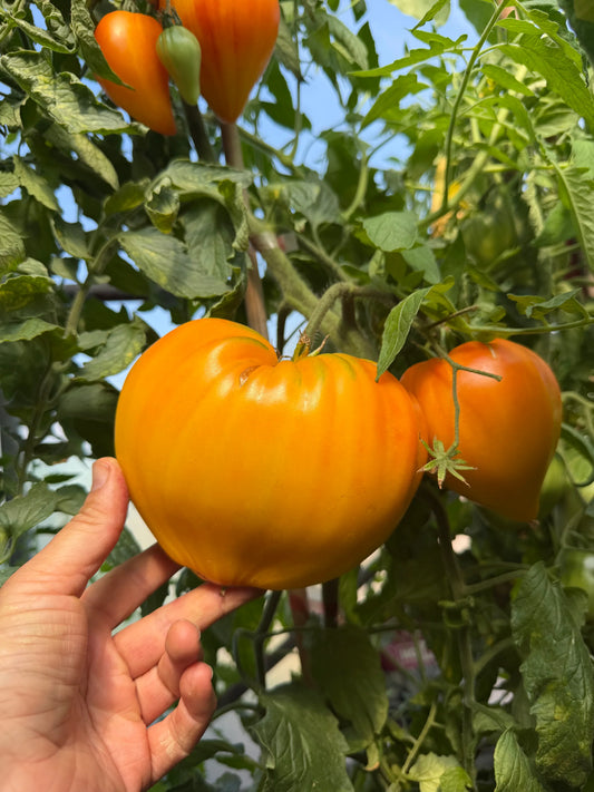 MINUSINSK ORANGE