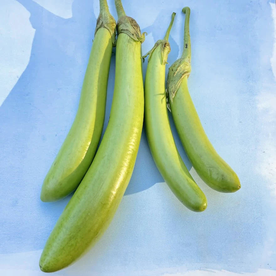 thai long green eggplant