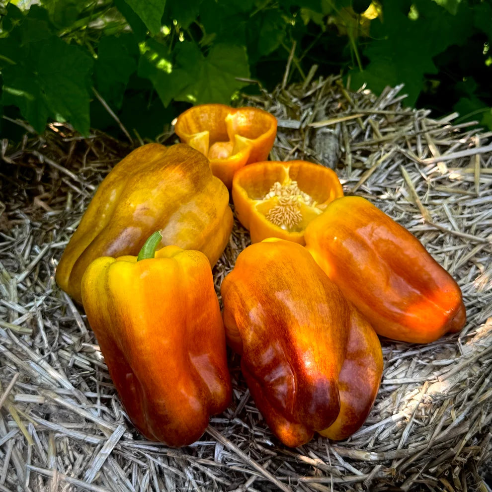 PEPPER BLOT