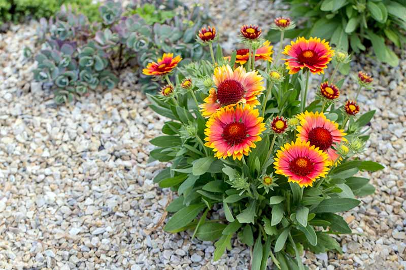 gaillardia indian blanket