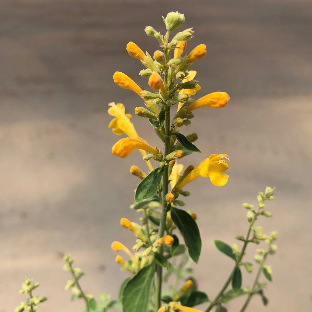 AGASTACHE SUNSET YELLOW