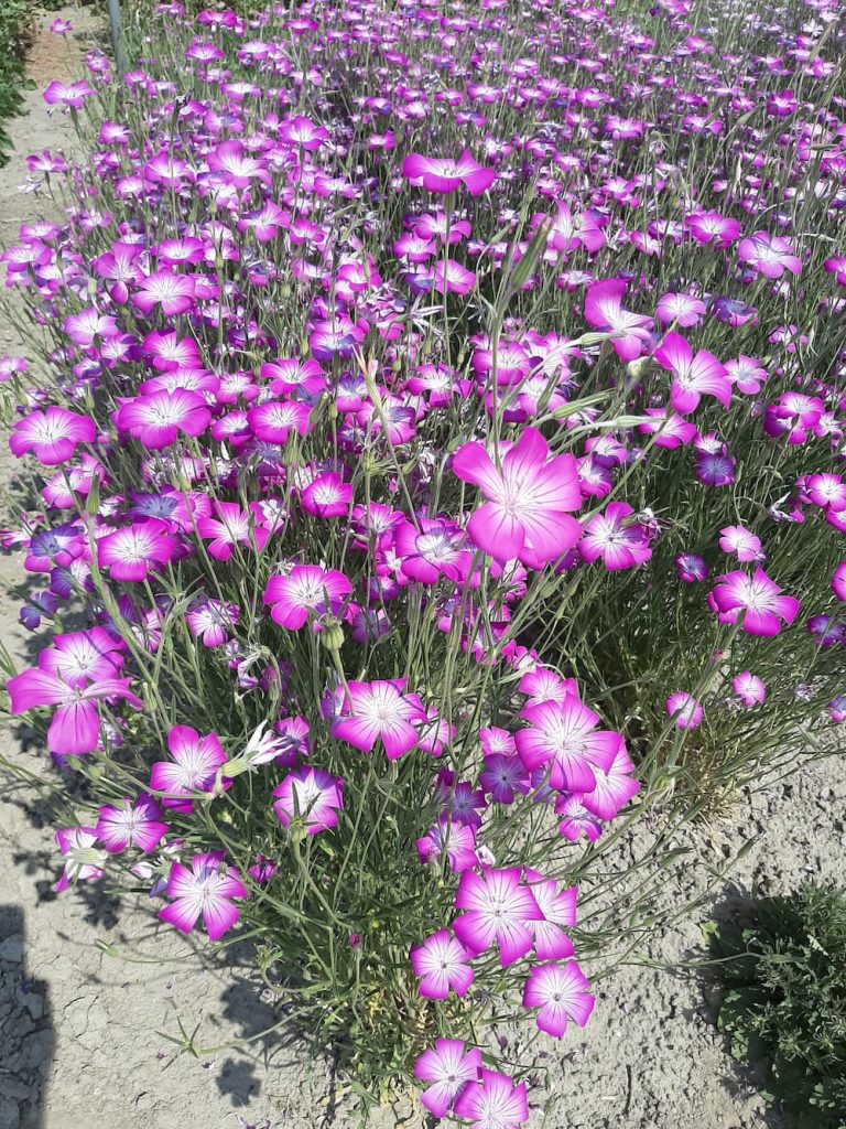 Agrostemma milas