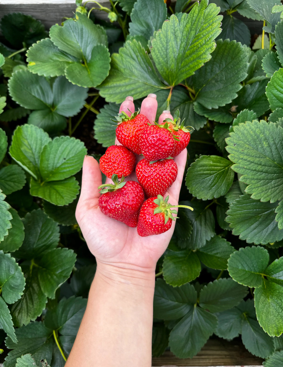Albion Strawberry