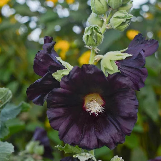 BLACKNIGHT HOLLYHOCK