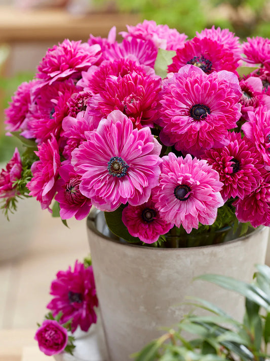 •Fullstar pink Anemone