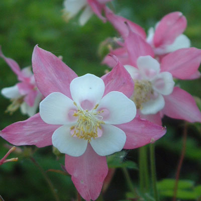 Aquilegia caerulea Rose Queen Granny's Bonnet, Columbine.