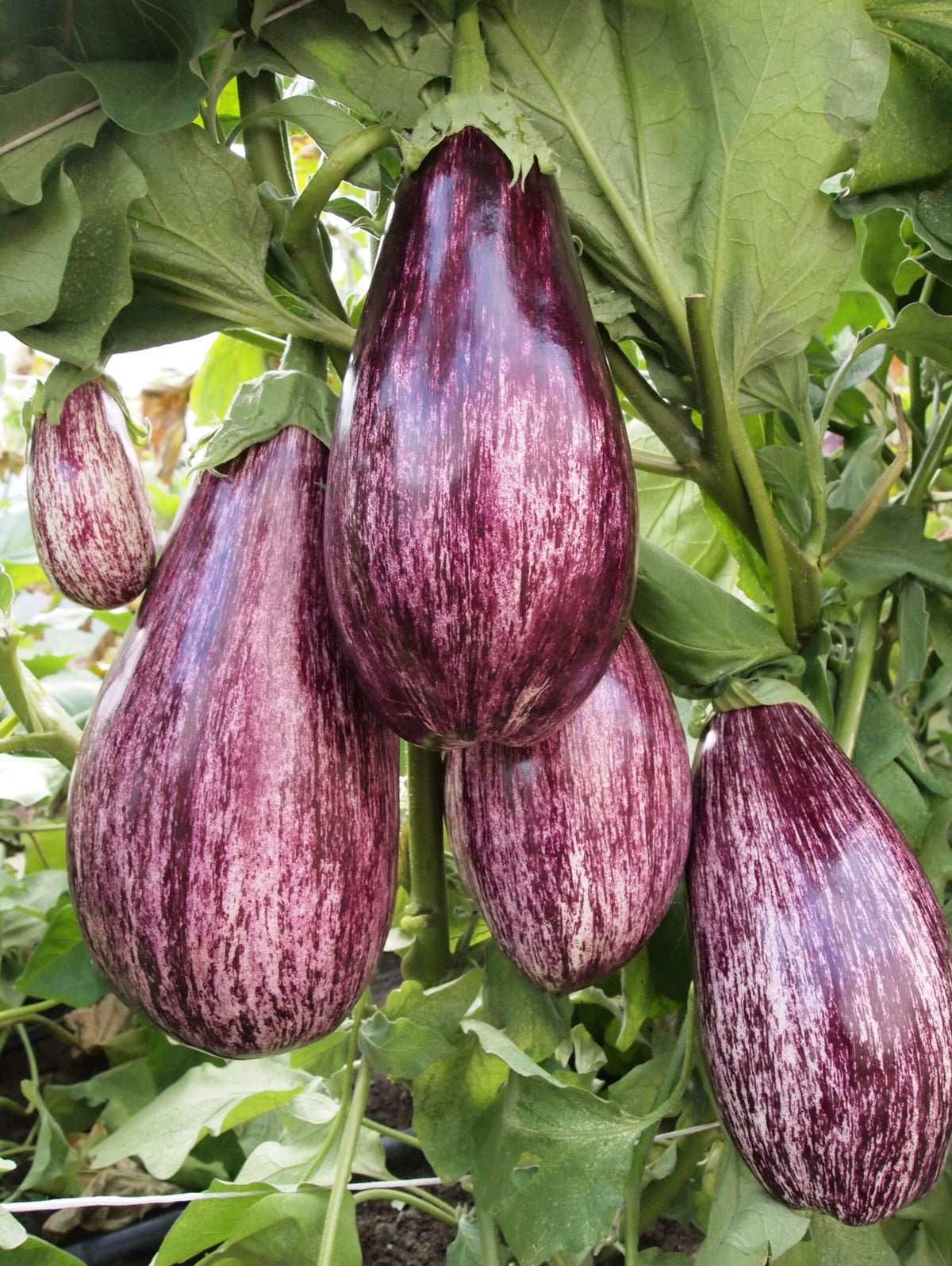 Eggplant Listada De Gandia