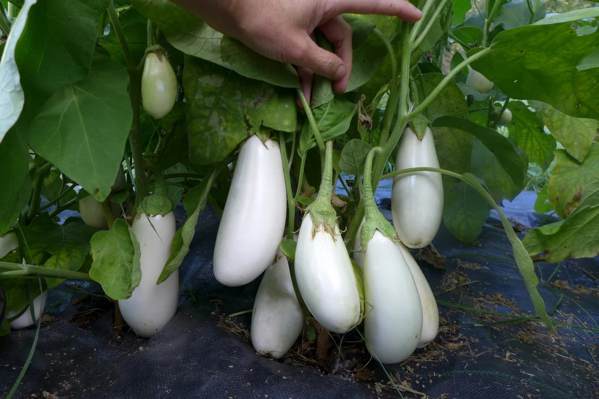 EGGPLANT CASPER