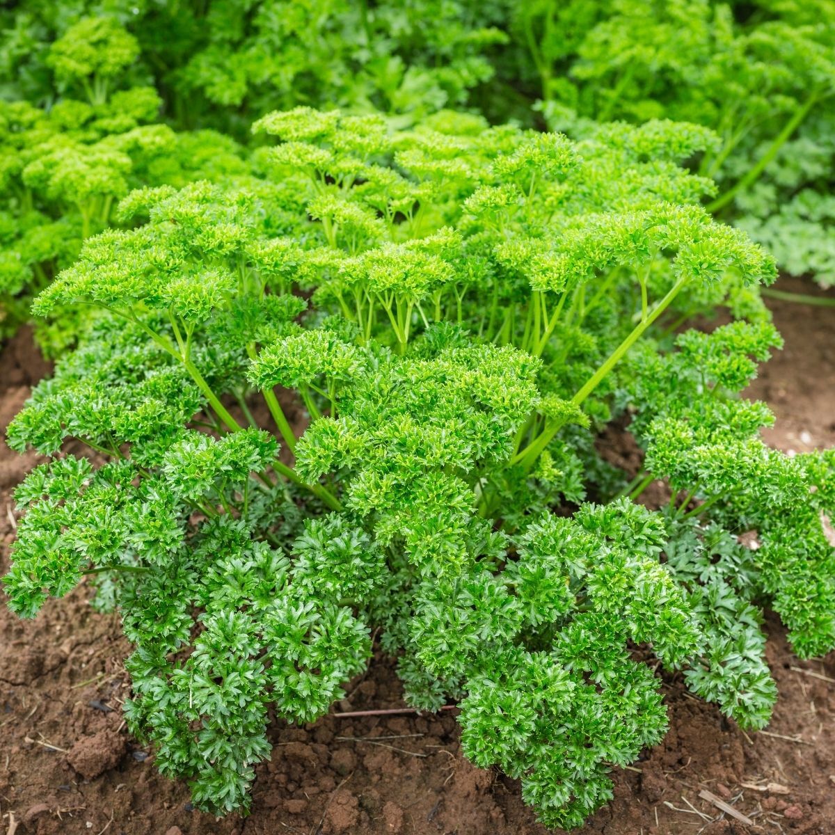 Moss parsley