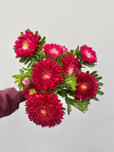 ASTER MATSUMOTO RED STRIPED