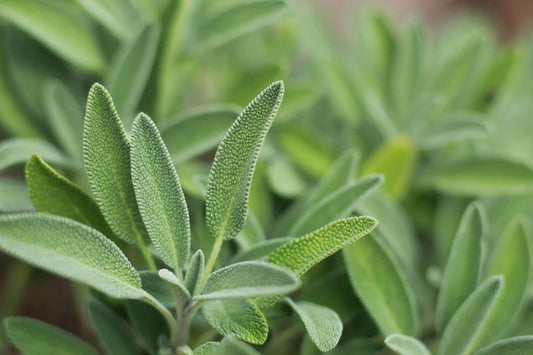 Common sage