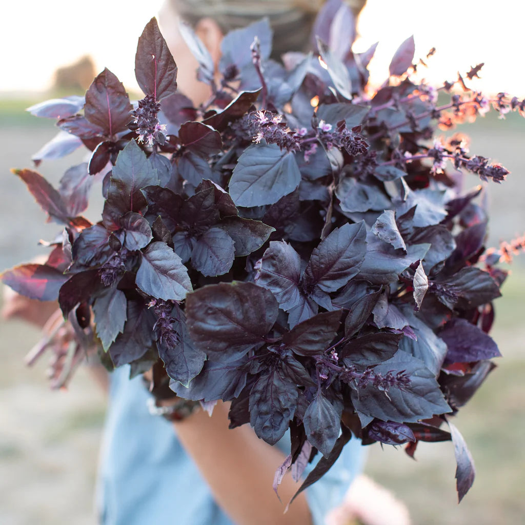 Basil Dark purple oPal