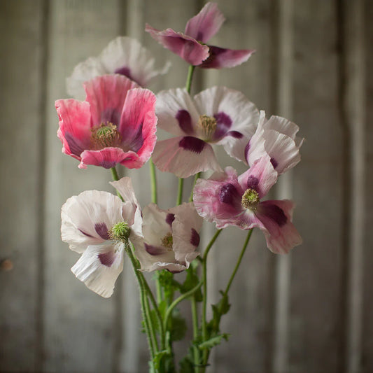 POPPY GIANT RATTLE