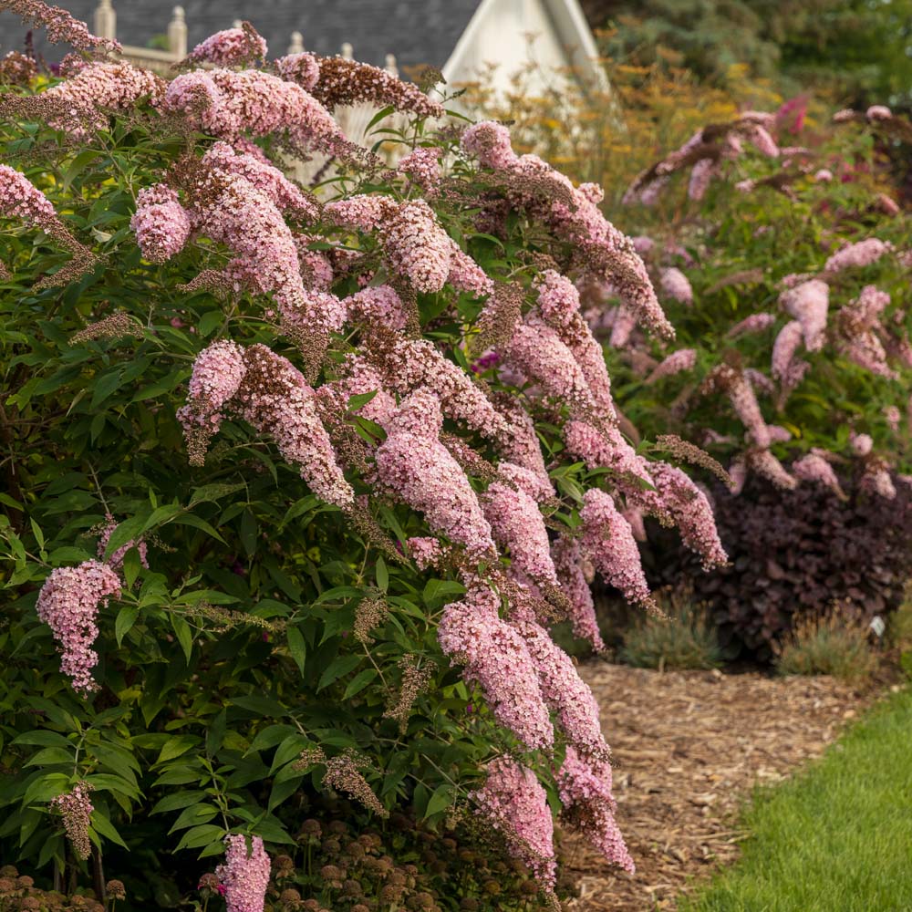 butterfly bush