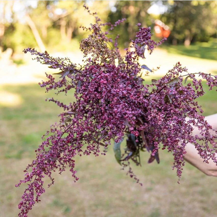 COPPER PLumE Atriplex