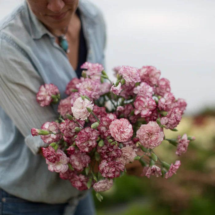 Dianthus caryophyllus 'Chabaud' 'Benigna' Carnation