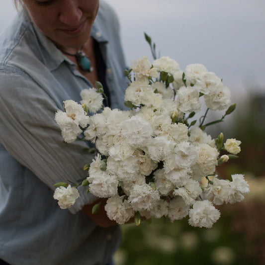 Dianthus caryophyllus 'Chabaud' Jeanne Dionis' Carnation