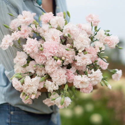Dianthus caryophyllus 'Chabaud' 'La France' Carnation