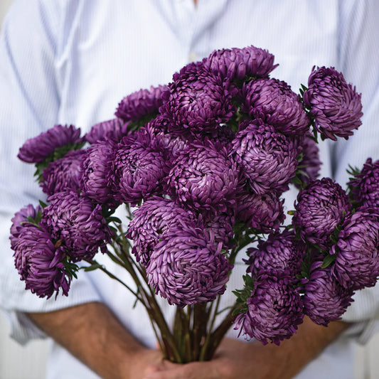 TOWER VIOLET, Aster Callistephus chinensis
