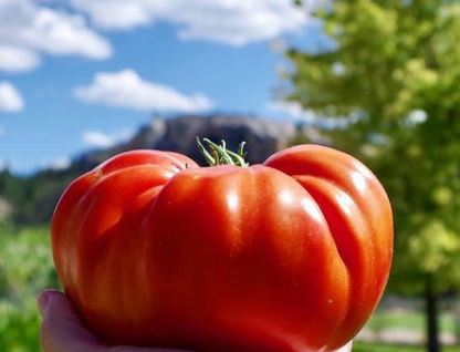 Cuostralee TOMATO
