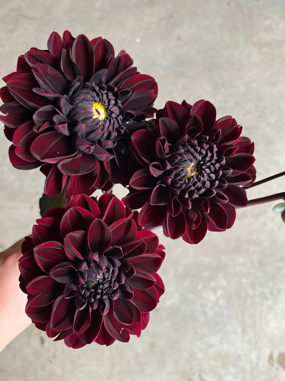 Manoa dahlia