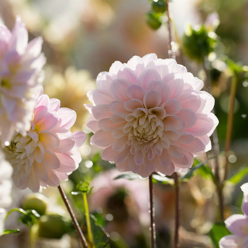 Sweet Nathalie dahlia