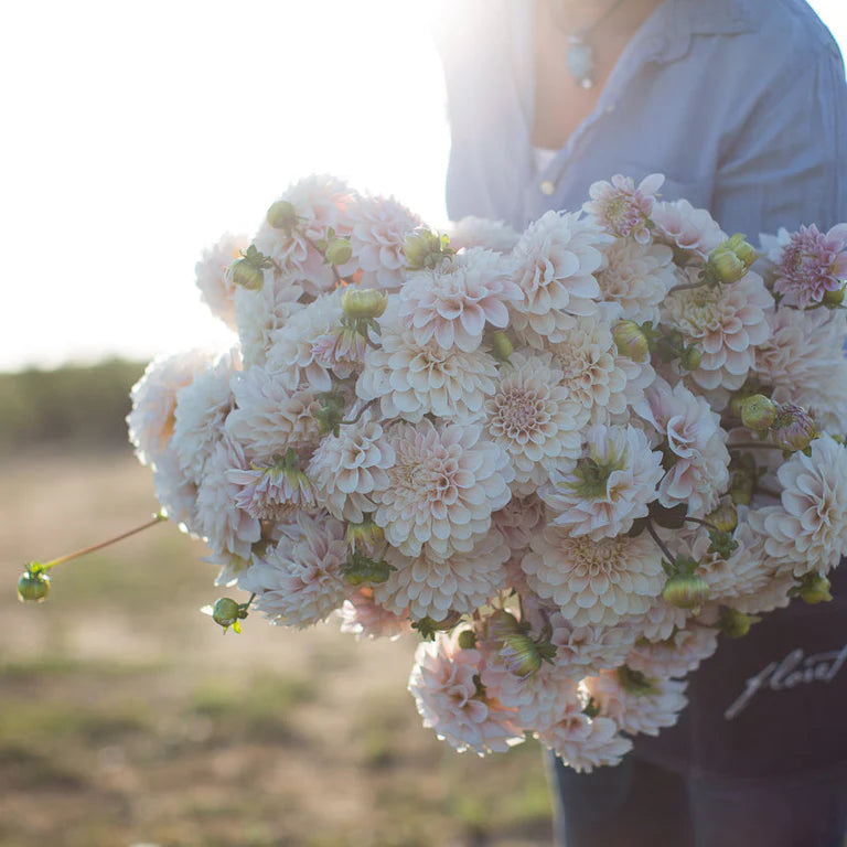 Sweet Nathalie dahlia