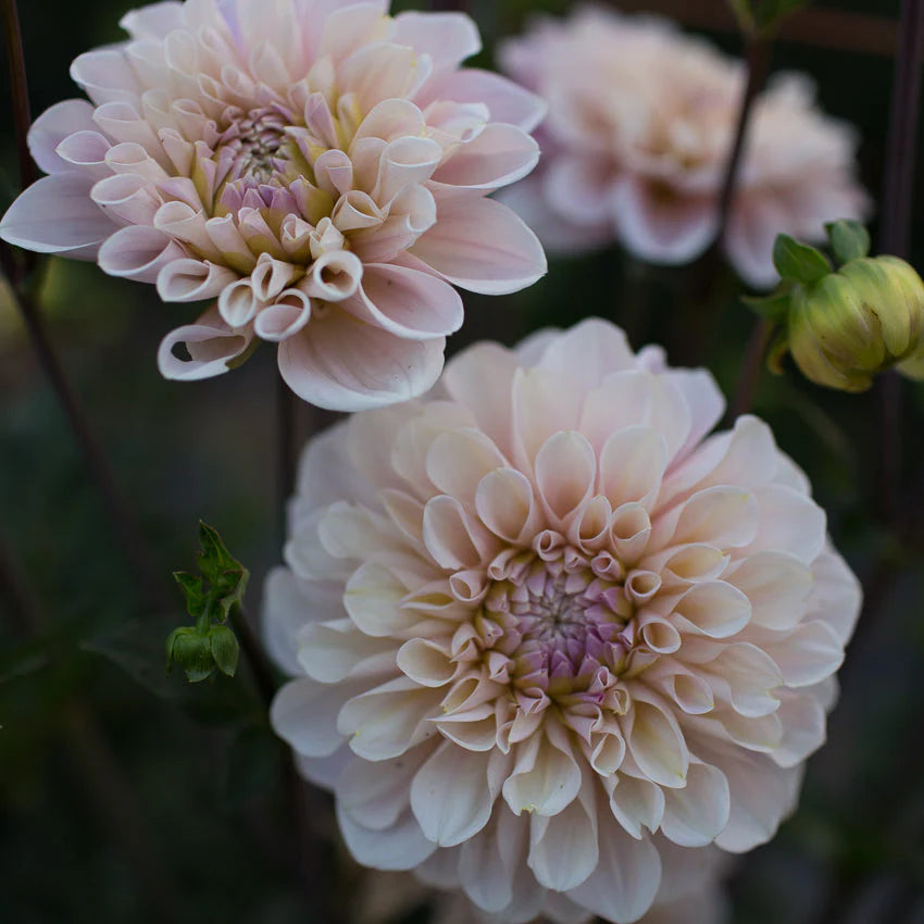 Sweet Nathalie dahlia