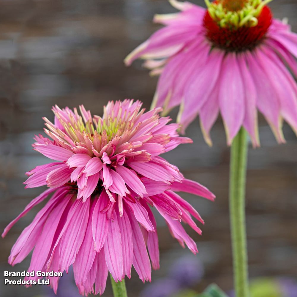 ECHINACEA PARADISO SUPER -DuPER