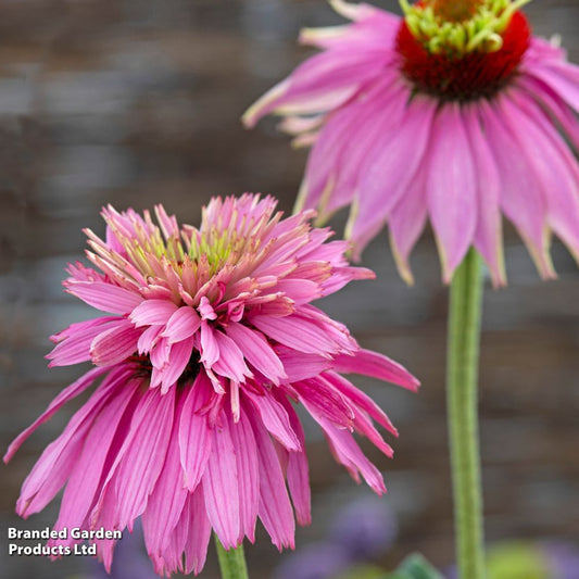 ECHINACEA PARADISO SUPER -DuPER