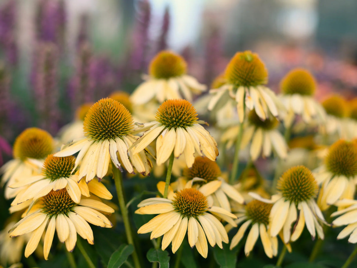 echinacea Mellow yellow