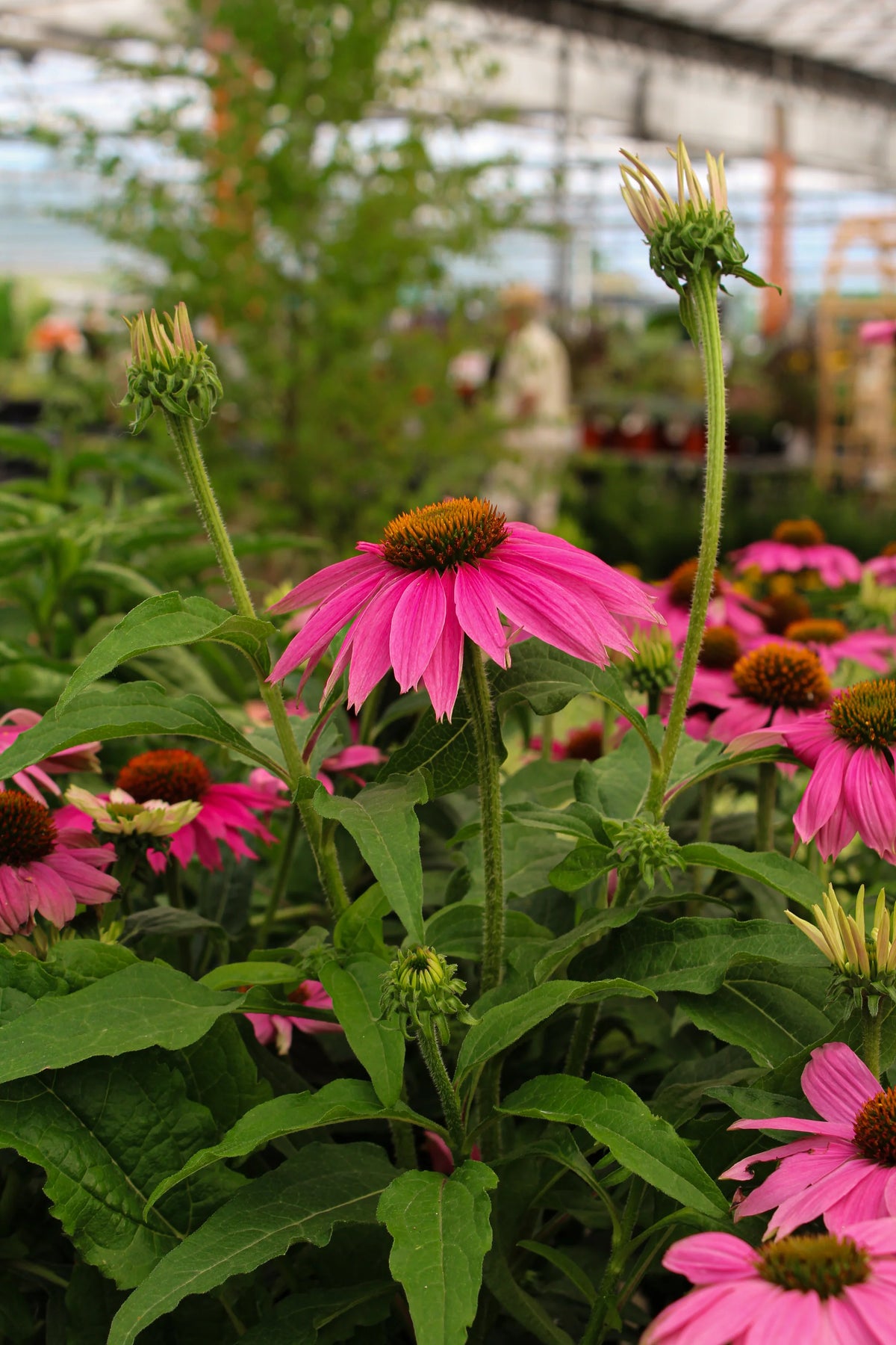 Echinalea powwow wild Berry