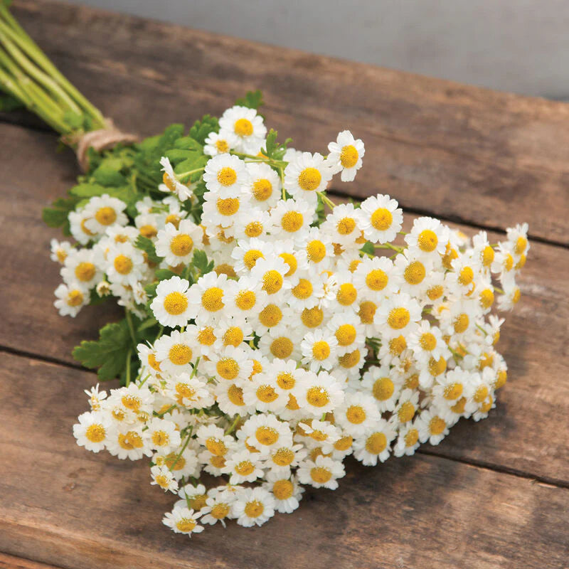 Feverfew MAGIC SINGLE