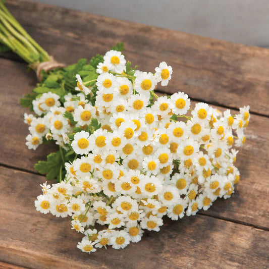 Feverfew MAGIC SINGLE