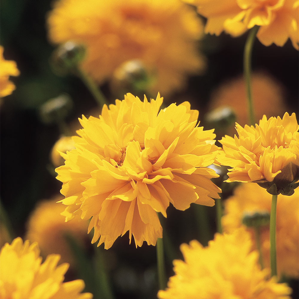 Coreopsis EARLY SUNRiSE