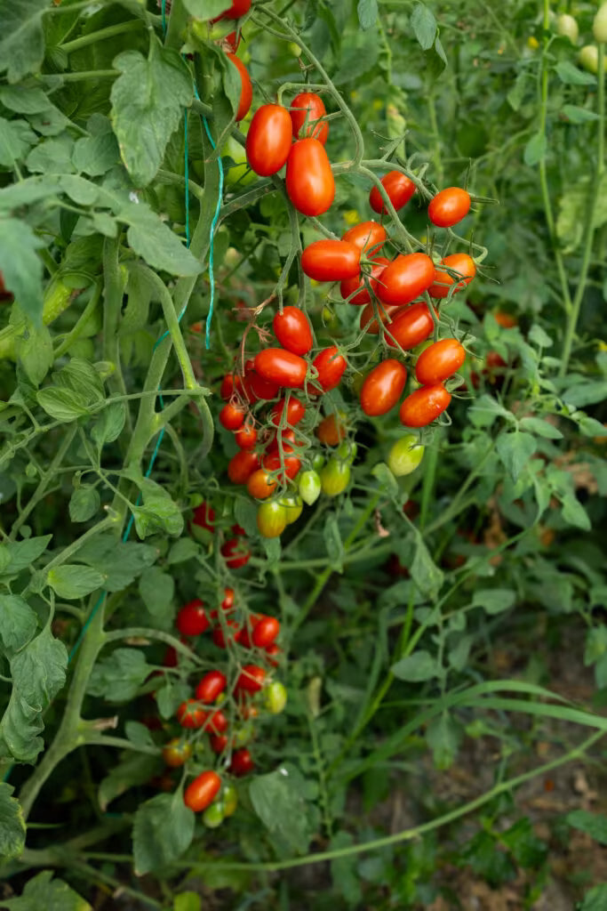 TOMATO CHERRY FLAVIOLA