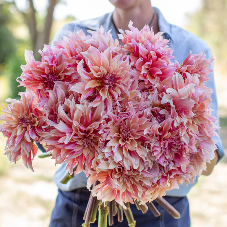 Labyrinth dahlia