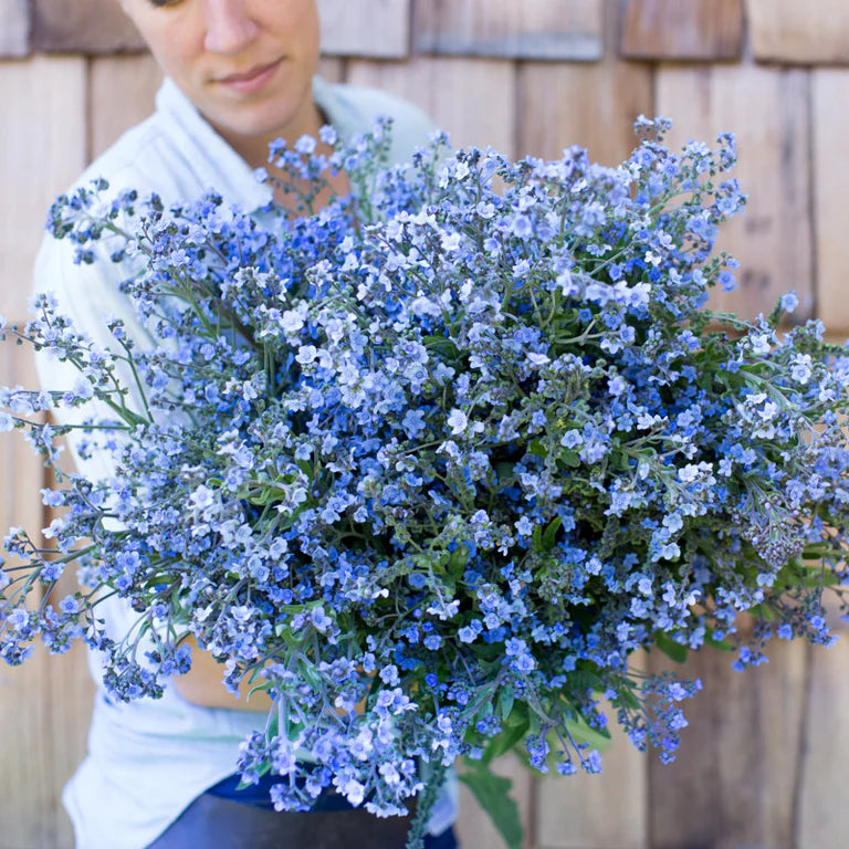 Chinese Forget-Me-Nots 'Blue Showers'