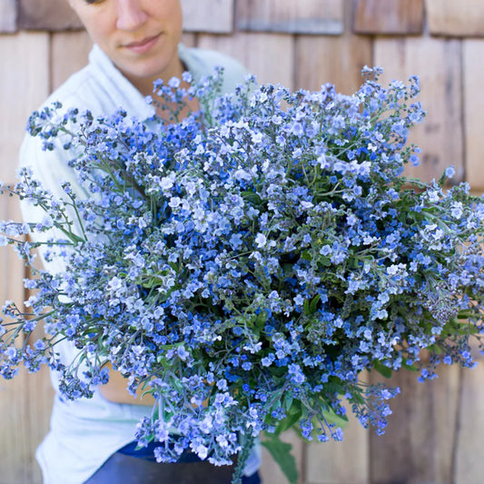 Chinese Forget-Me-Nots 'Blue Showers'