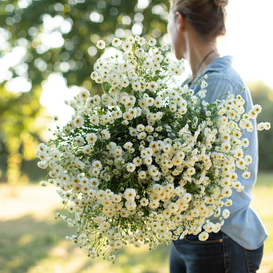 Feverfew TETRA WHITE